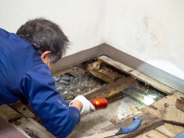 Best Certified Mold Removal  in Clinton, WA