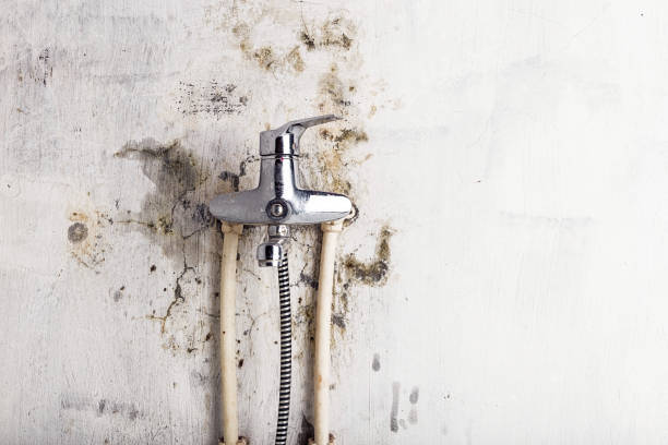 Professional Mold Removal in Clinton, WA