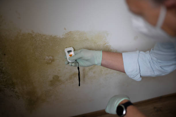 Best Best Mold Removal Companies  in Clinton, WA