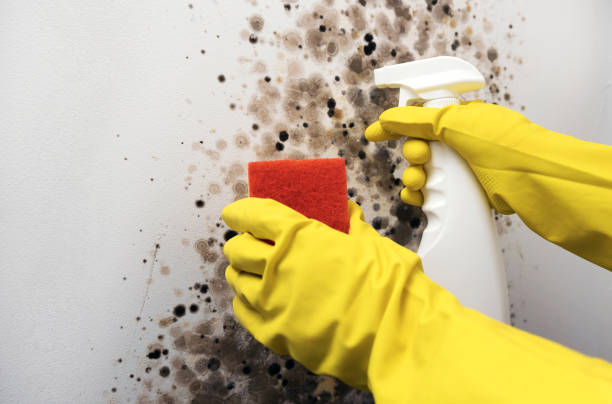 Best Attic Mold Removal  in Clinton, WA