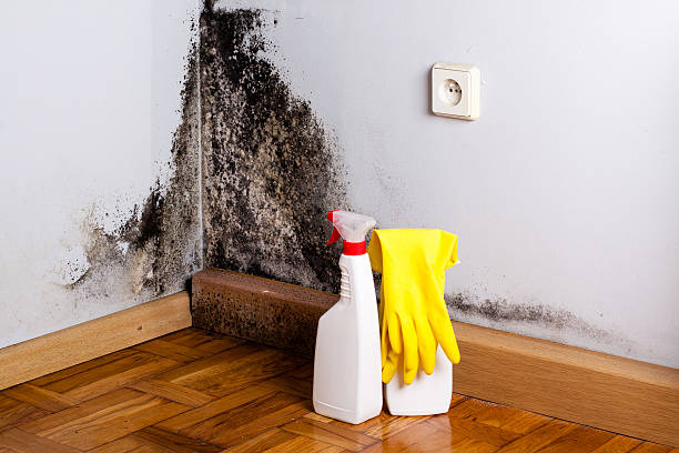 Best Home Mold Removal  in Clinton, WA