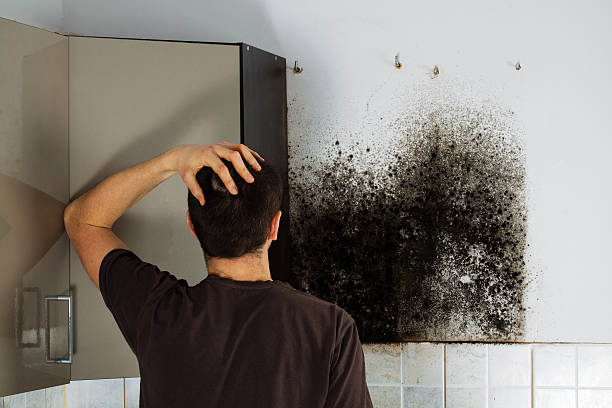 Best Affordable Mold Removal  in Clinton, WA